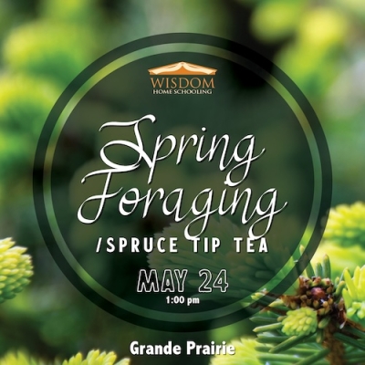 Survival: Spring Foraging/Spruce Tip Tea H - Grande Prairie